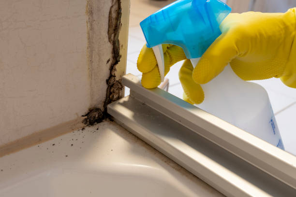 Best Mold Damage Repair  in Lansdowne, MD