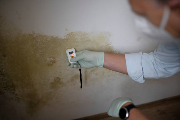 Attic Mold Removal in Lansdowne, MD