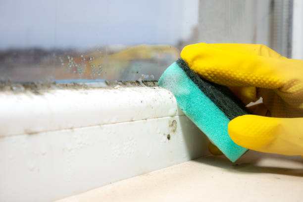 Best Professional Mold Removal  in Lansdowne, MD